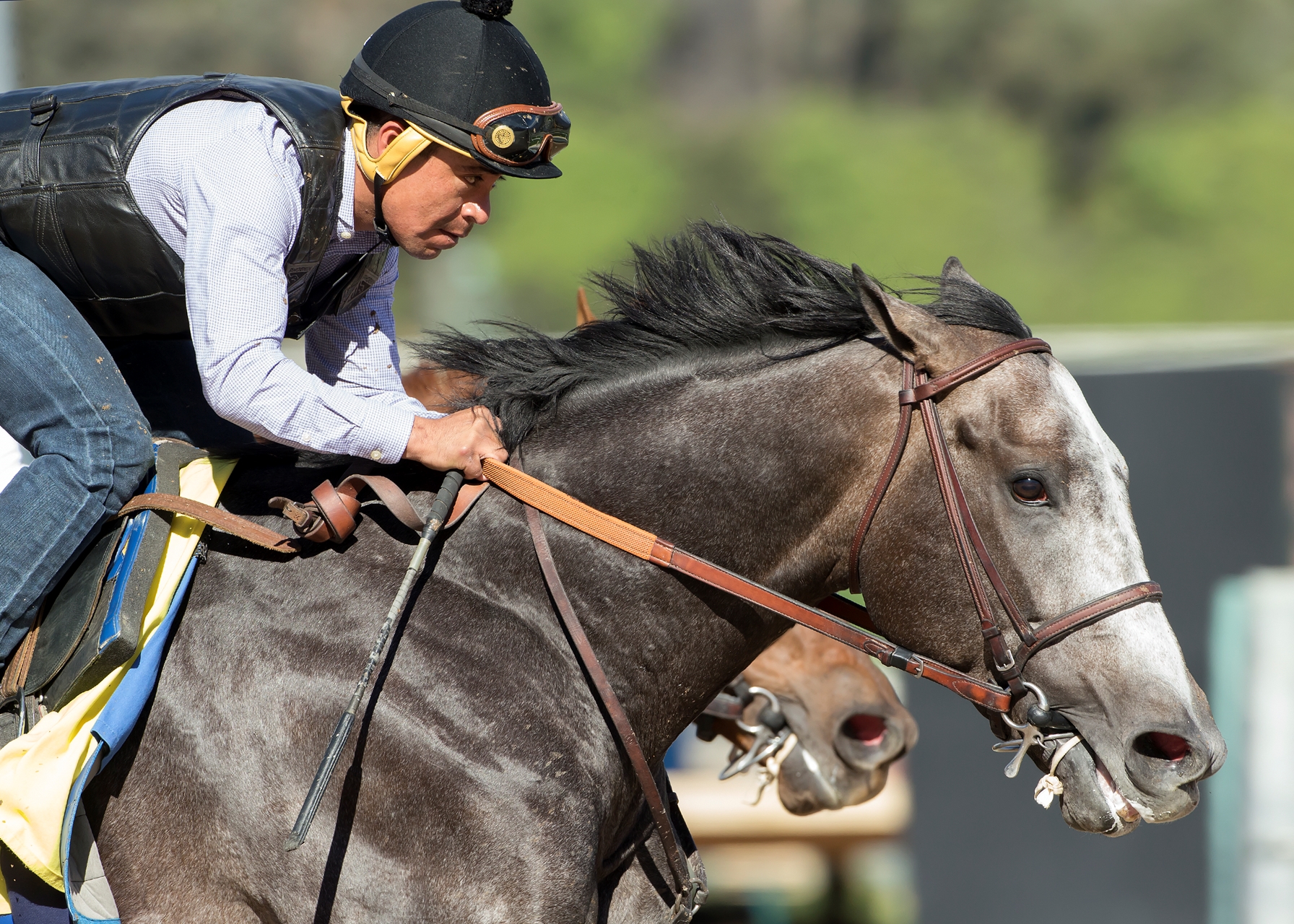 Arrogate Named 2016 Longines World s Best Racehorse BloodHorse