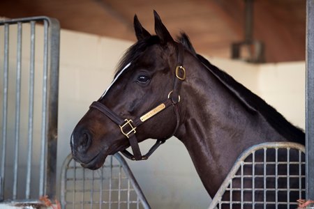 Prayer for Relief Retired, Will Stand at Pleasant Acres - BloodHorse