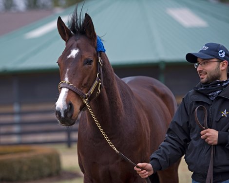 Songbird's Training Delayed by Minor Injury - BloodHorse