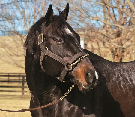 Storm Cat in 2005 at Overbrook Farm