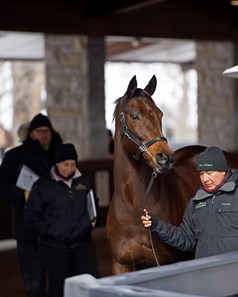 Siren Serenade - Horse Profile - BloodHorse