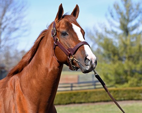 California Chrome Will Shuttle to Chile - BloodHorse