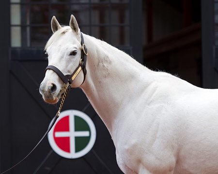 Tapit, shown here at Gainesway, has now sired four Belmont Stakes winners
