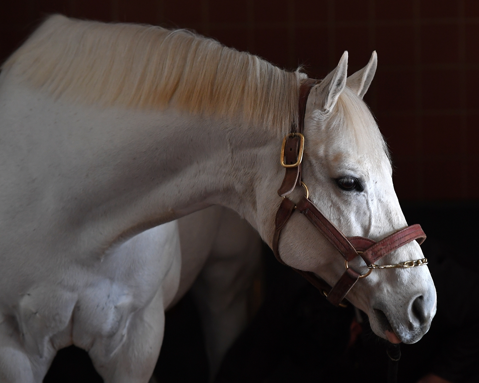 Tapit Leading Sire At OBS By Average Price - BloodHorse