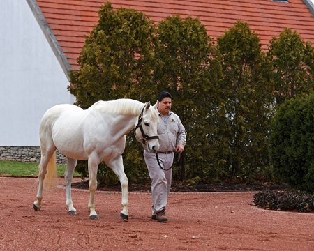 Tapit at Gainesway
