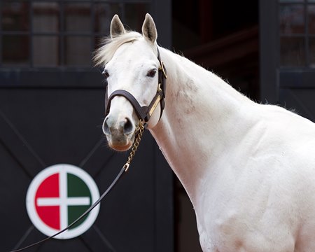 Tapit at Gainesway