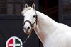 Posing for visitors.
Day in the Life of leading stallion Tapit with his groom Pedro Venegas at Gainesway Farm near Lexington, Ky., on Jan. 12, 2017. Other stallions being shown before Tapit were Anchor Down, Birdstone, and Empire Maker.