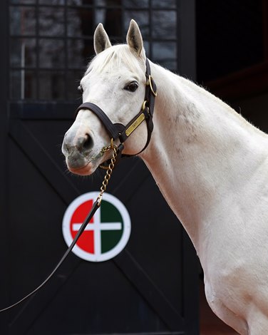 Tapit Tops Gainesway 2021 Stallion Roster - BloodHorse