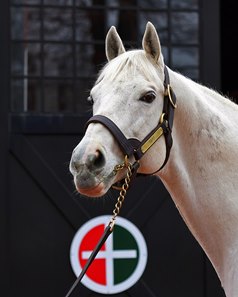 Tapit at Gainesway