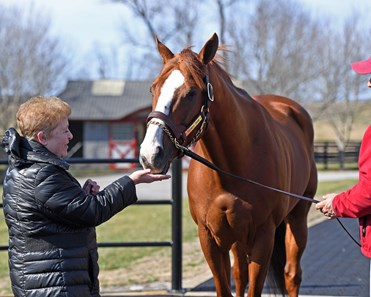 California Chrome - Horse Profile - BloodHorse