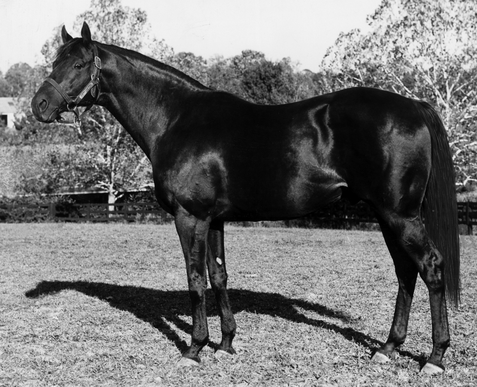 John Henry: A Photographic Tribute - Slideshow - BloodHorse