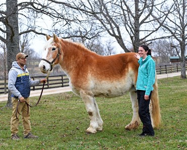 Belgian - Horse Profile - BloodHorse