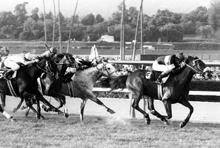 John Henry - Horse Profile - BloodHorse