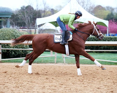 Madefromlucky gallops at Oaklawn Park in March