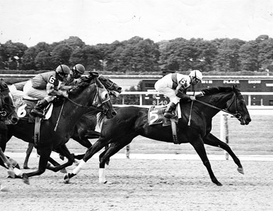 Ruffian: A Photographic Tribute - Slideshow - BloodHorse