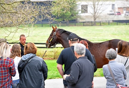 Orb - Horse Profile - BloodHorse