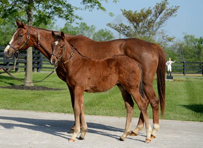 Irap - Horse Profile - BloodHorse