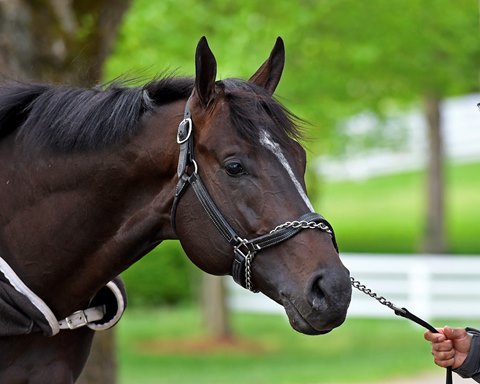 Florida Horse 2020 Stallion Register by Florida Equine