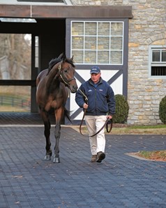 Uncle Mo - Horse Profile - BloodHorse