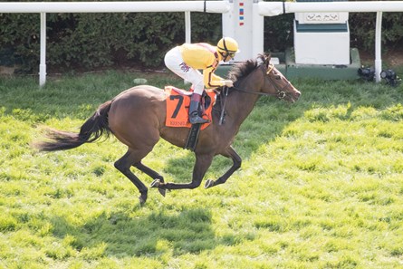 Lady Aurelia - Horse Profile - BloodHorse