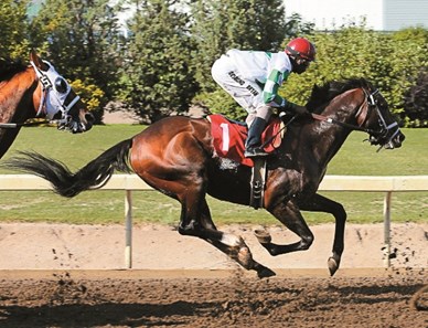 Rascal Cat - Horse Profile - BloodHorse