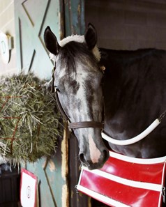 Arkansas Bill Of Sale >> Rockin Rudy - Horse Profile - BloodHorse Arkansas Bill Of Sale >> Rockin Rudy - Horse Profile - BloodHorse