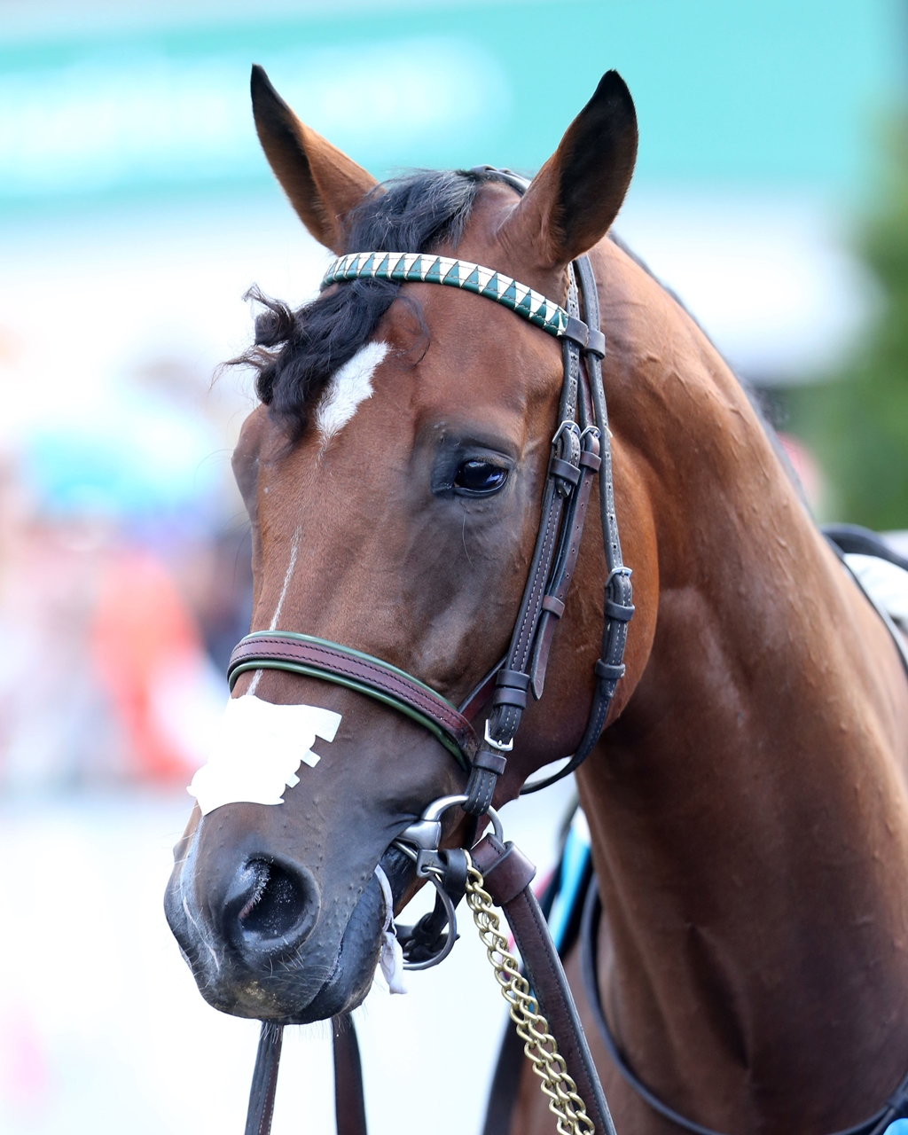 irapp horse irapp horse