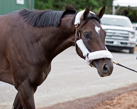 Belmont 2017 horses for sale