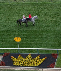 Cloud Computing going past the crown of Black Eyed Susans after winning the Preakness