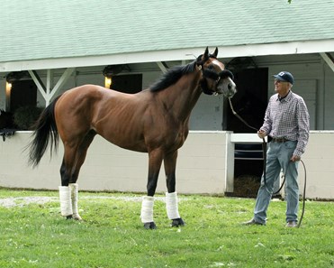 Gormley - Horse Profile - BloodHorse