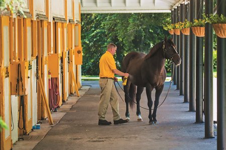 At home with War Front - the stallion the world is seeing in a different  light now, Topics: Claiborne Farm, Danzig, Northern Dancer