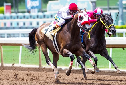 Big Macher - Horse Profile - Bloodhorse