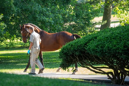 Algorithms - Horse Profile - BloodHorse