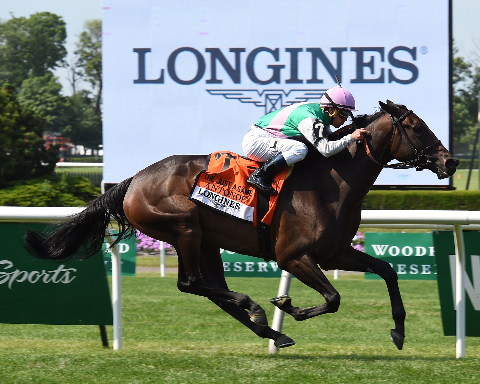 Antonoe Horse Profile BloodHorse