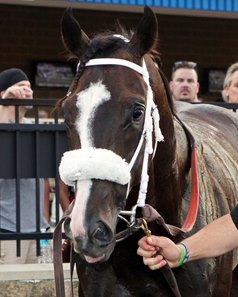 Tom's Ready returns after his win in the 2017 Leemat Stakes at Presque Isle Downs