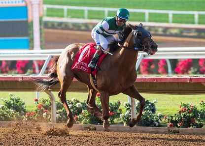 Accelerate - Horse Profile - BloodHorse