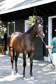 Fillies Top Fasig-Tipton Saratoga Pinhook Prospects - BloodHorse