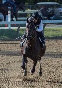 Cloud Computing with regular jockey Javier Castellano up puts in his final work for the Travers Stakes on the main track at the Saratoga Race Course Saturday Aug. 19, 2017 in Saratoga Springs, N.Y.  