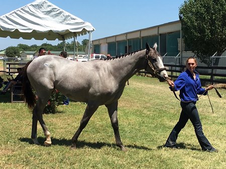 Supplements Added To Texas Summer Yearling Sale Bloodhorse