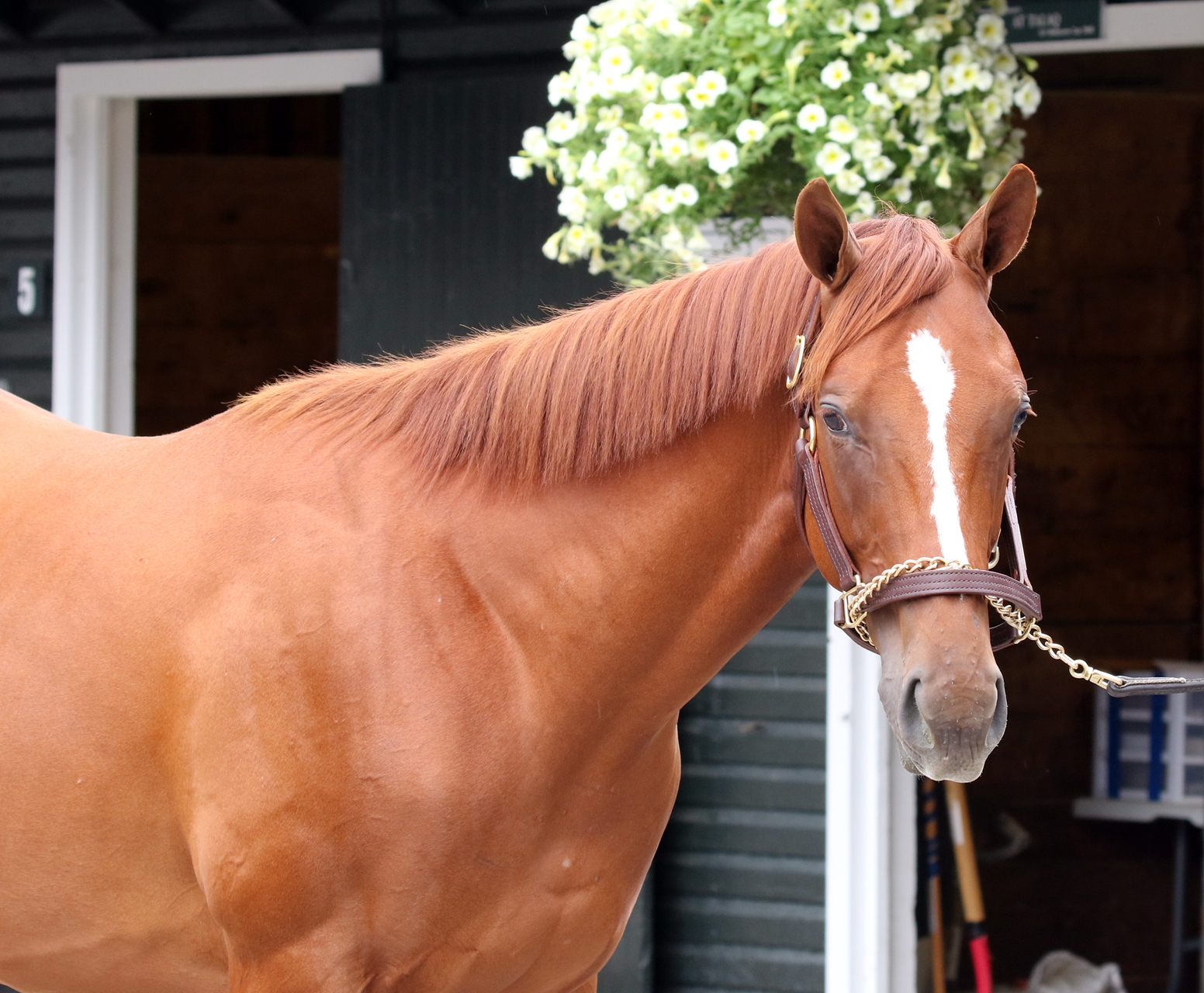 Lisa's Booby Trap's Colt Offered in New York-Bred Sale - BloodHorse Lisa's Booby Trap's Colt Offered in New York-Bred Sale - BloodHorse