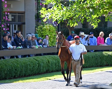 Showcase - Horse Profile - BloodHorse