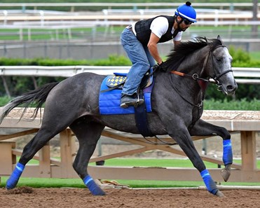 arrogate bloodhorse gallop vollblut