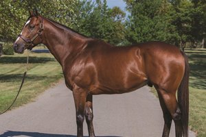 Current leading second-crop sire Goldencents was among the first-crop yearling sires of 2017