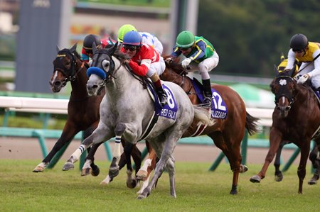 Red Falx wins the 2017 Sprinters Stakes at Nakayama Racecourse