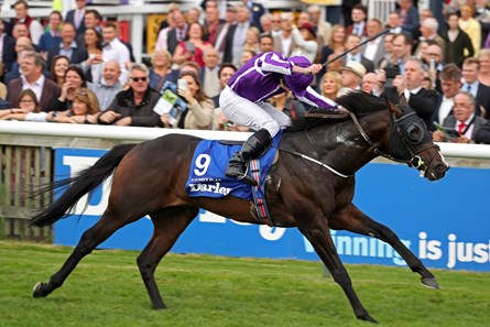 U S Navy Flag - Horse Profile - BloodHorse