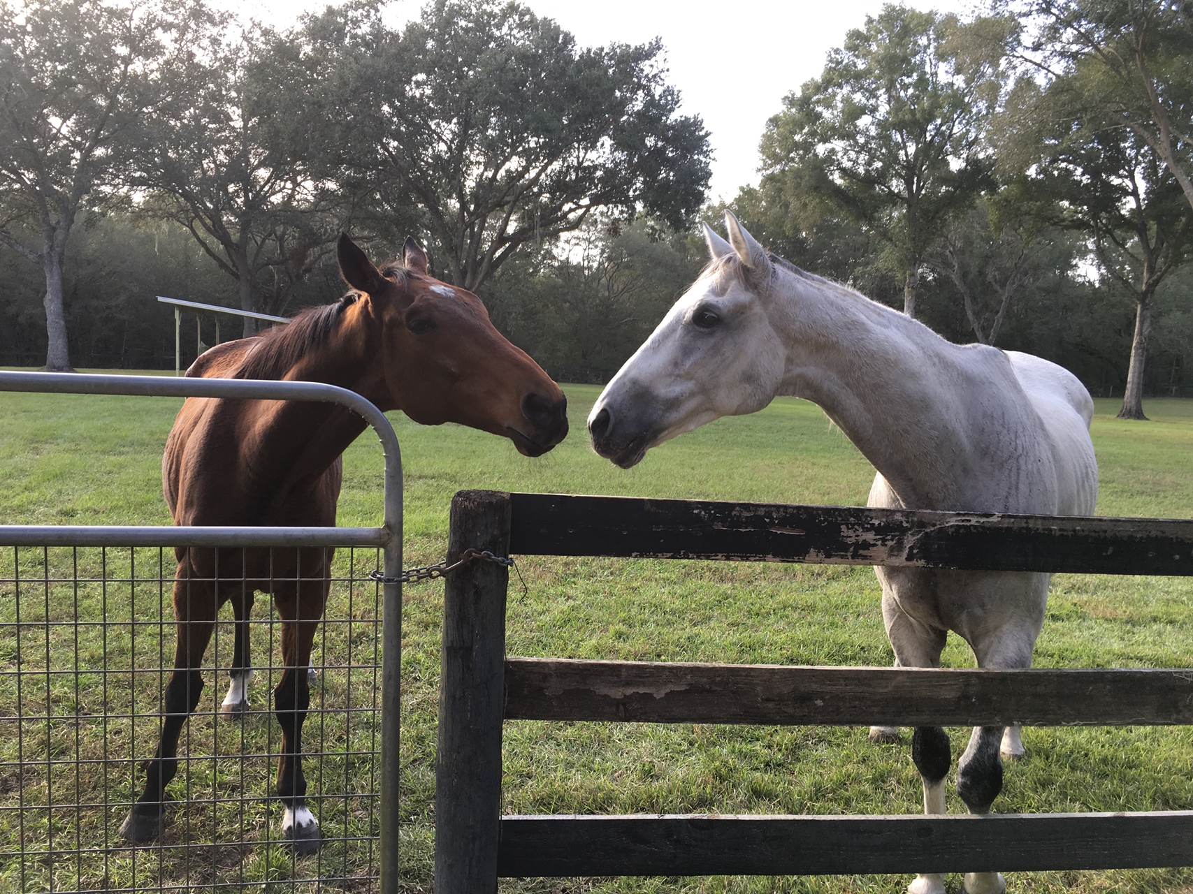 Seven Puerto Rico Horses Retired Stateside - BloodHorse