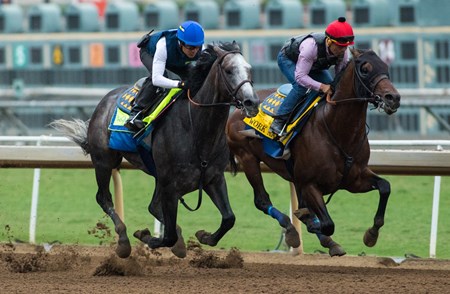 Arrogate - Horse Profile - BloodHorse