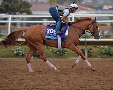 Good Magic Horse Profile Bloodhorse - 