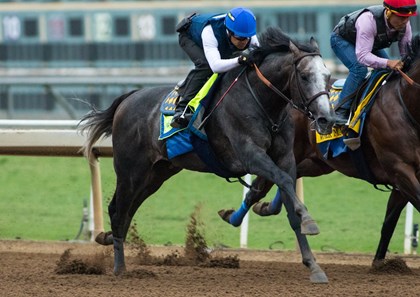 Arrogate - Horse Profile - BloodHorse