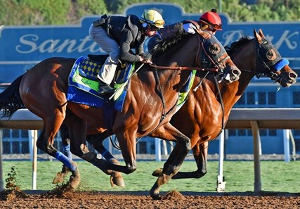 West Coast - Horse Profile - BloodHorse